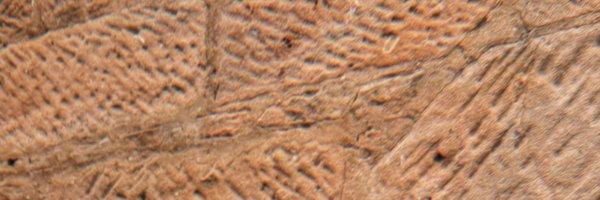 owengibsxn Profile Banner