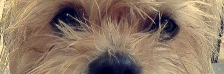 westifelove's profile banner image