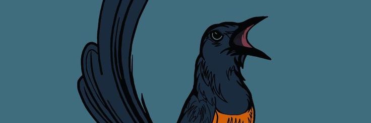 kicau - kicau mania banner