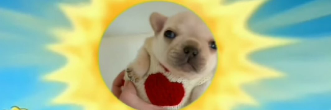 fluffypoofer's banner