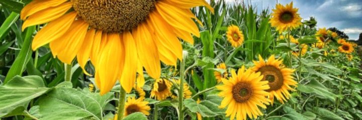 𝖂𝖆𝖓𝖉𝖎𝖑𝖊. 𝕾𝖎𝖒𝖊𝖑𝖆𝖓𝖊 banner