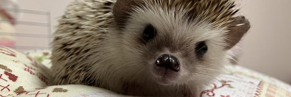 ne1M5gpBSl6 Profile Banner