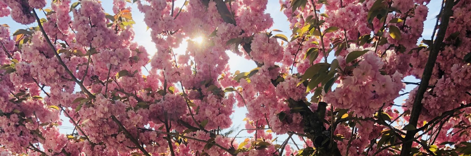 JennySkodic's profile banner image