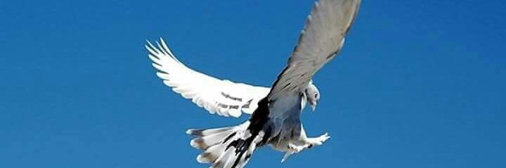 Devrim_Aga's profile banner image