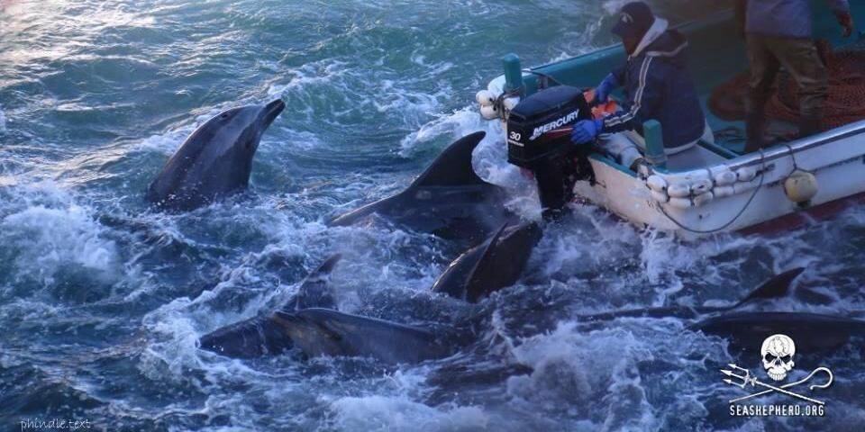 ShutTaijiDown banner