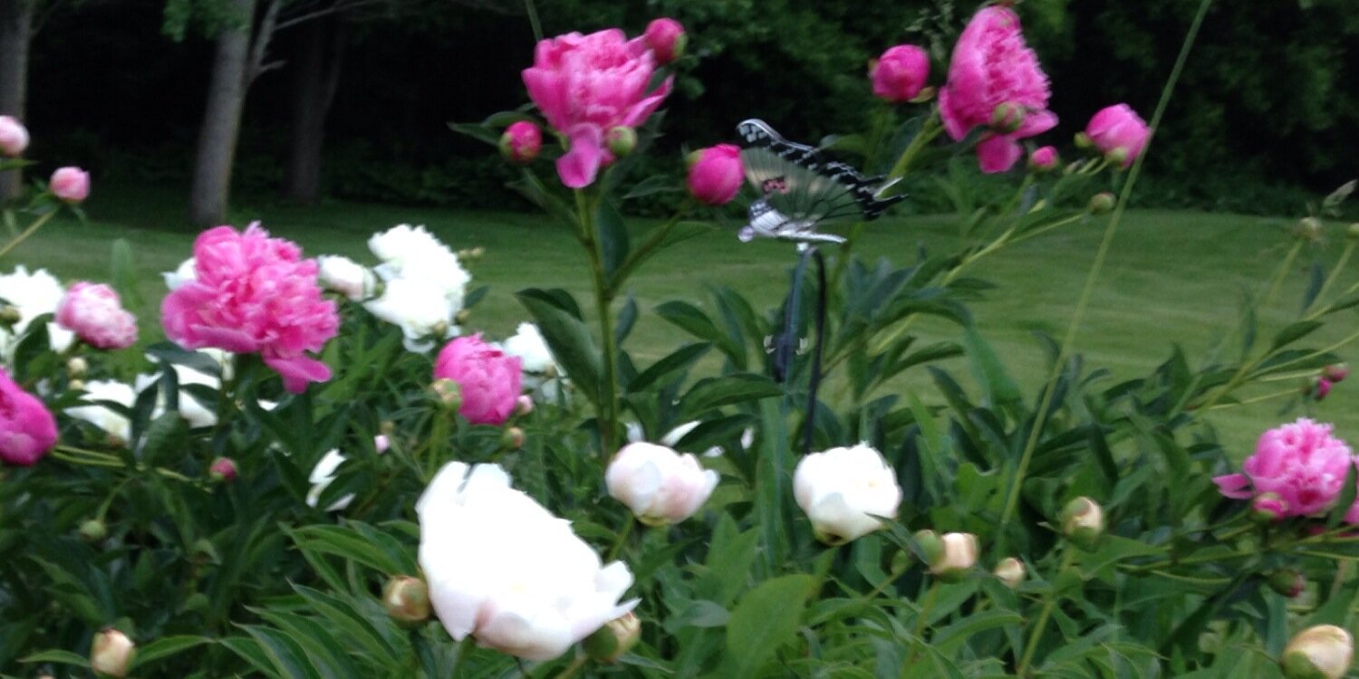 Tina Frazier  Ed.S. banner