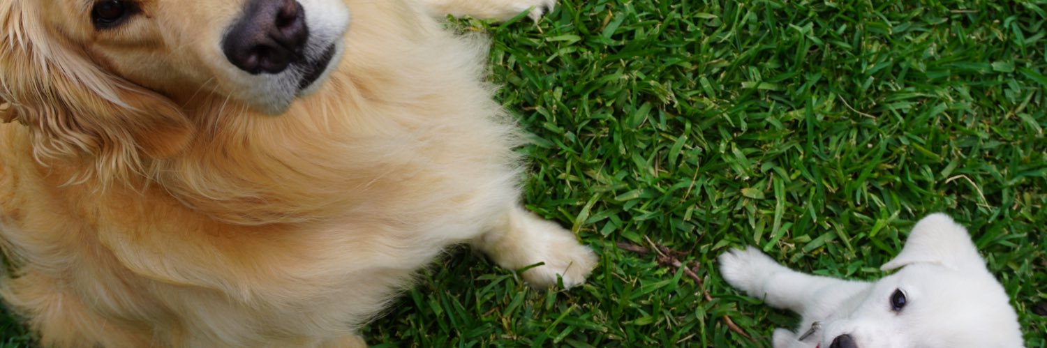 2kidsndogs's profile banner image