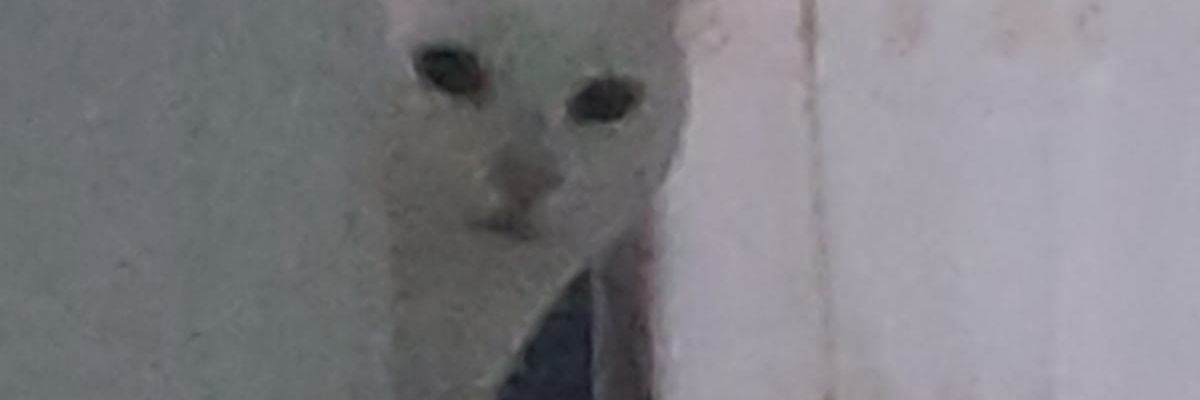 isaac moreno gallo fan acc banner
