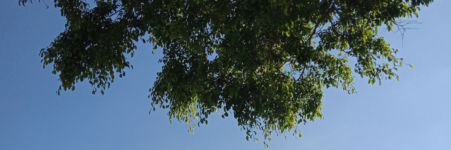 cisyeahh's profile banner image