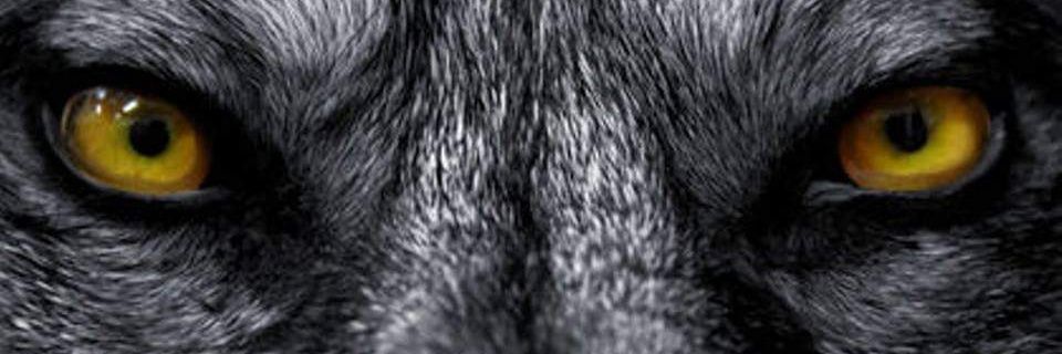Greywolf banner