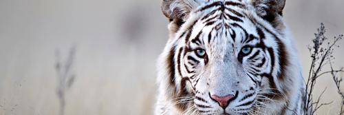 juliarismendiv's profile banner image