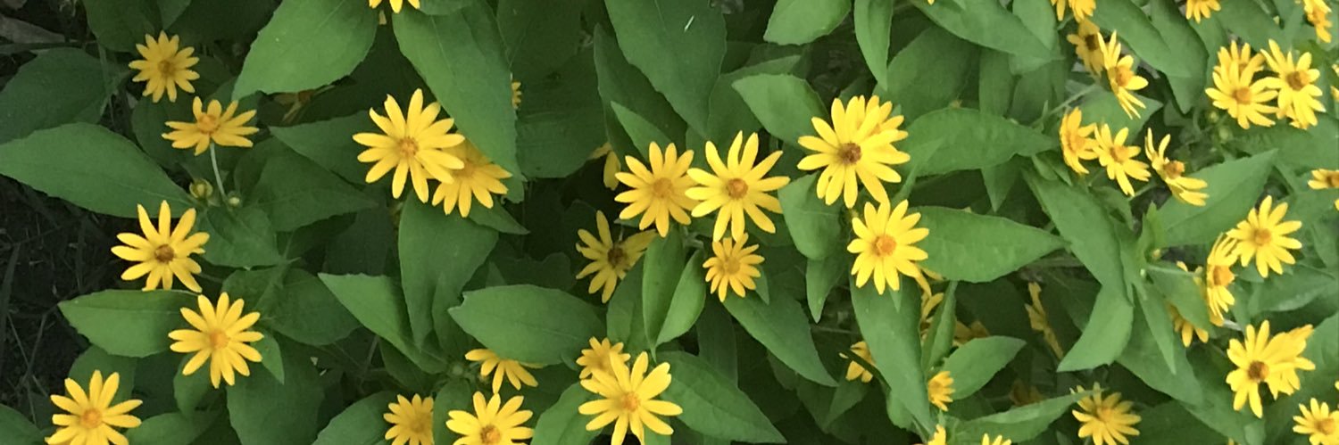 StreetLevelGardener banner