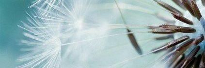 DayPiglet's profile banner image