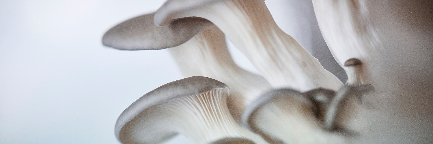 PermaFungi banner