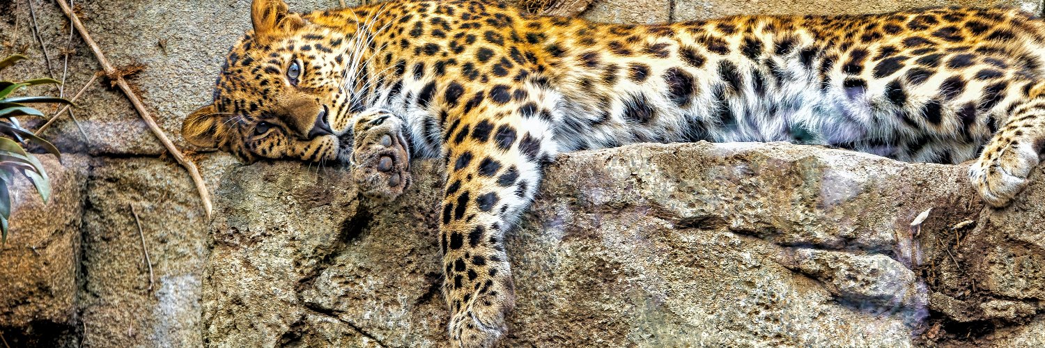 Leopard Lady's banner
