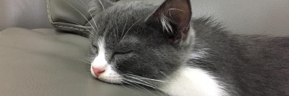 kimpanam's profile banner image