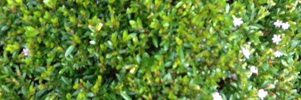 rajanrawal Profile Banner