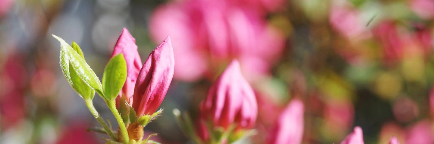 Fr. Kenneth Allen banner