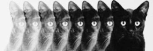 debussi's banner