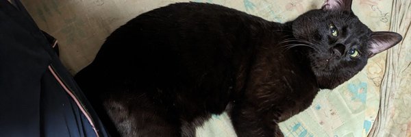 hayate_ultimo Profile Banner