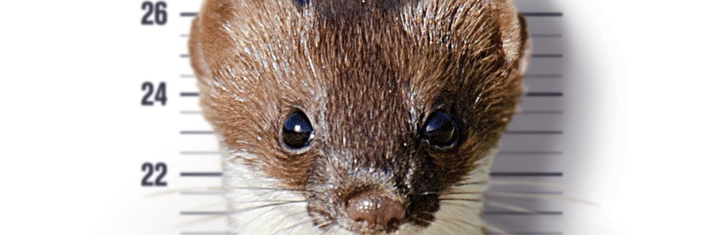 Sly old FoxyStoat banner