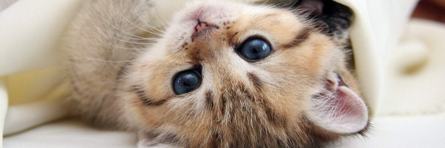 CuddlyPaws_'s profile banner image