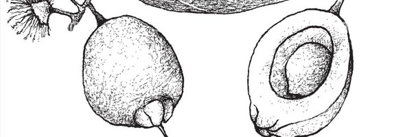 pomarros4 Profile Banner