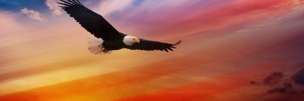 hcanes100 Profile Banner