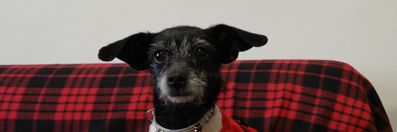 Trabajando En Pro De Los Animales. banner