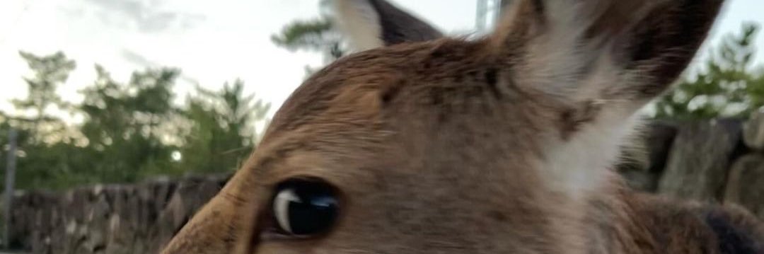 Silly_Sandwich_'s profile banner image