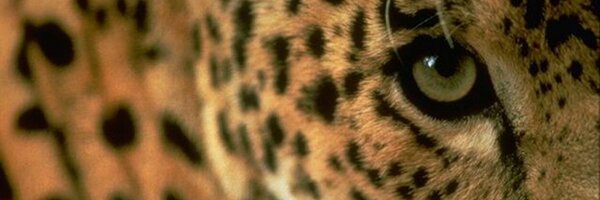 SMSJags Profile Banner