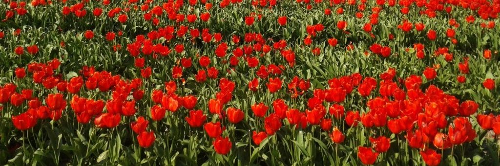 通りもん（2） banner