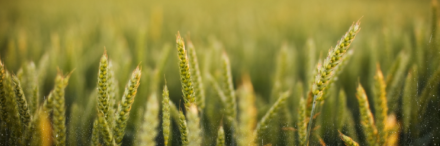 AgriMissouri's profile banner image