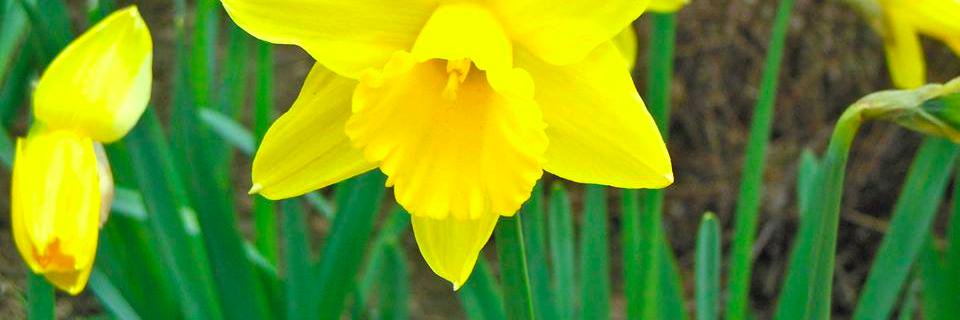 Ellington Patch banner