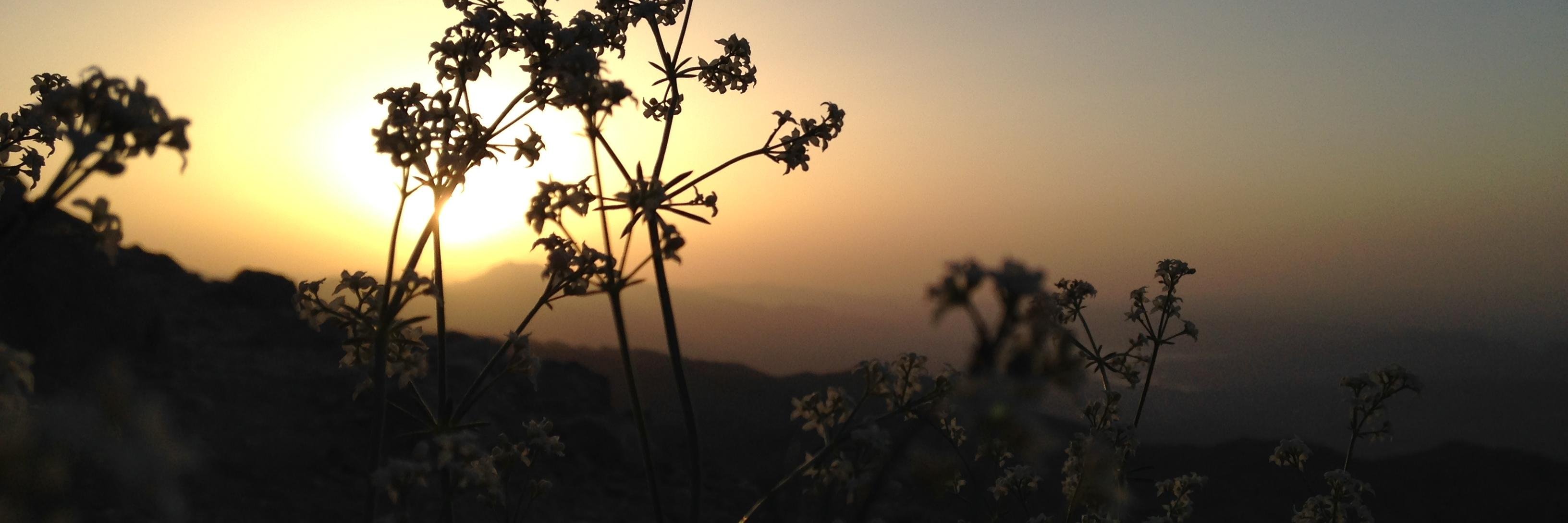 sekvebuz's profile banner image