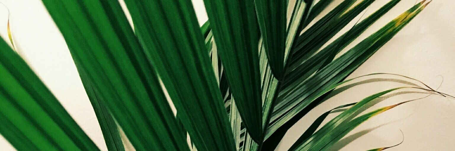C_Rooksberry's profile banner image