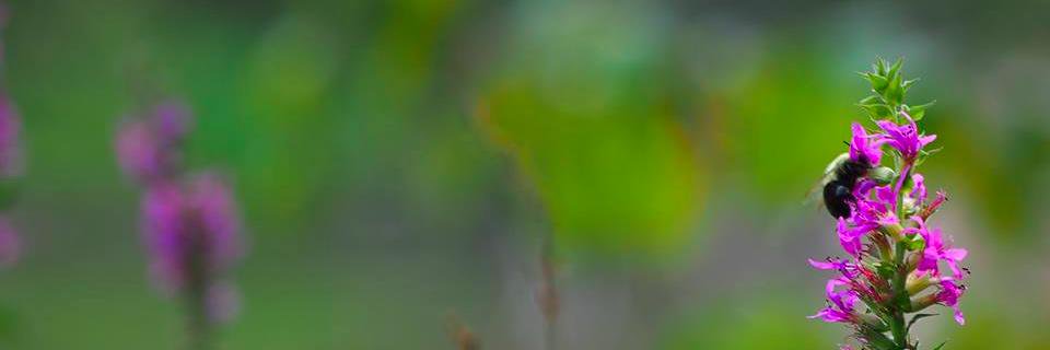 StamfordPatch's profile banner image