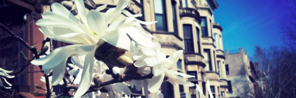 ParkSlopePatch's profile banner image