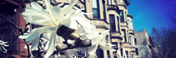 ParkSlopePatch Profile Banner