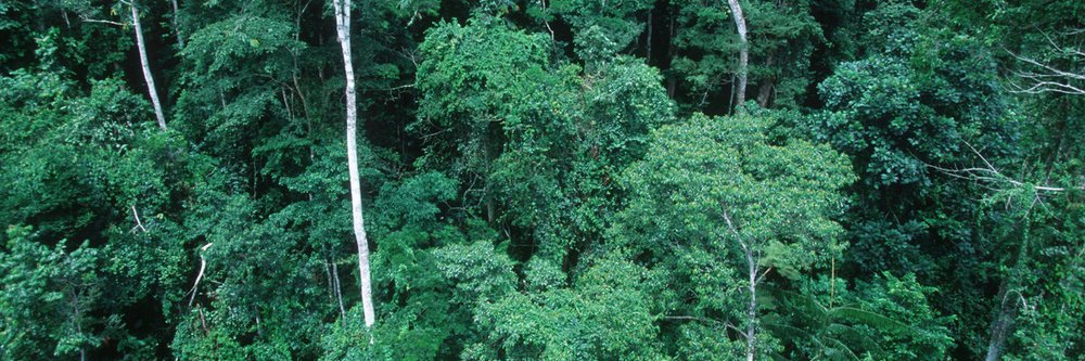 WWF_CongoBasin banner