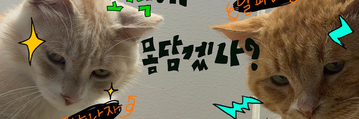 임보냥🫡스핑x몽돌👍's banner