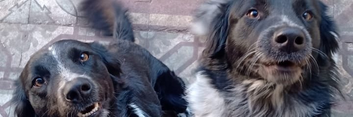 tulialb's profile banner image