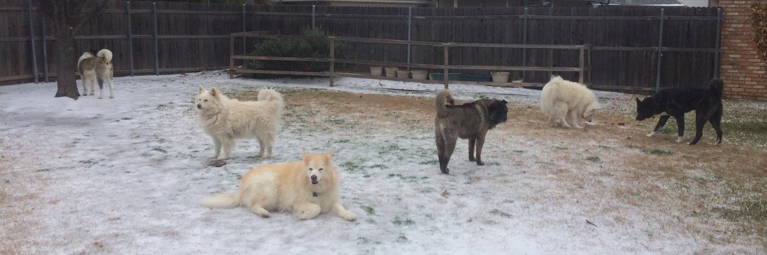 Dog Rescue Dallas banner