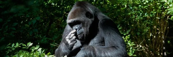 Elies_singe Profile Banner