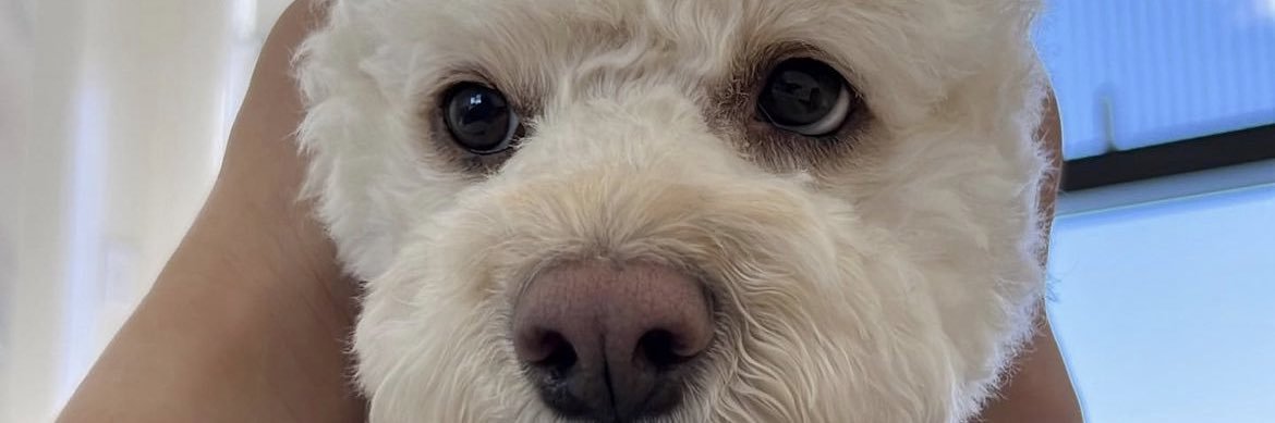 Baby Angel's banner