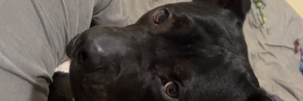 koebackup Profile Banner
