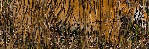 Cozy_Cat's profile banner image