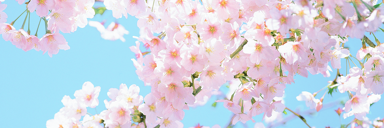AnneWith_An_E's profile banner image