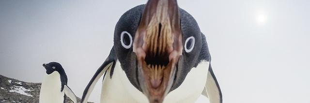snipy banner