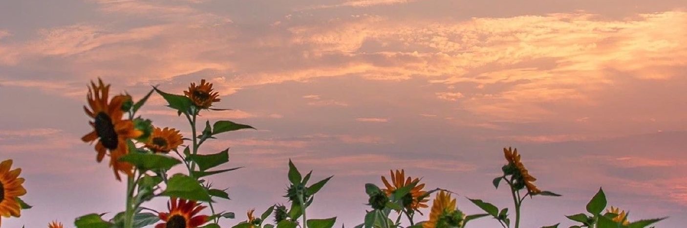 Bellalunaavfkt's profile banner image